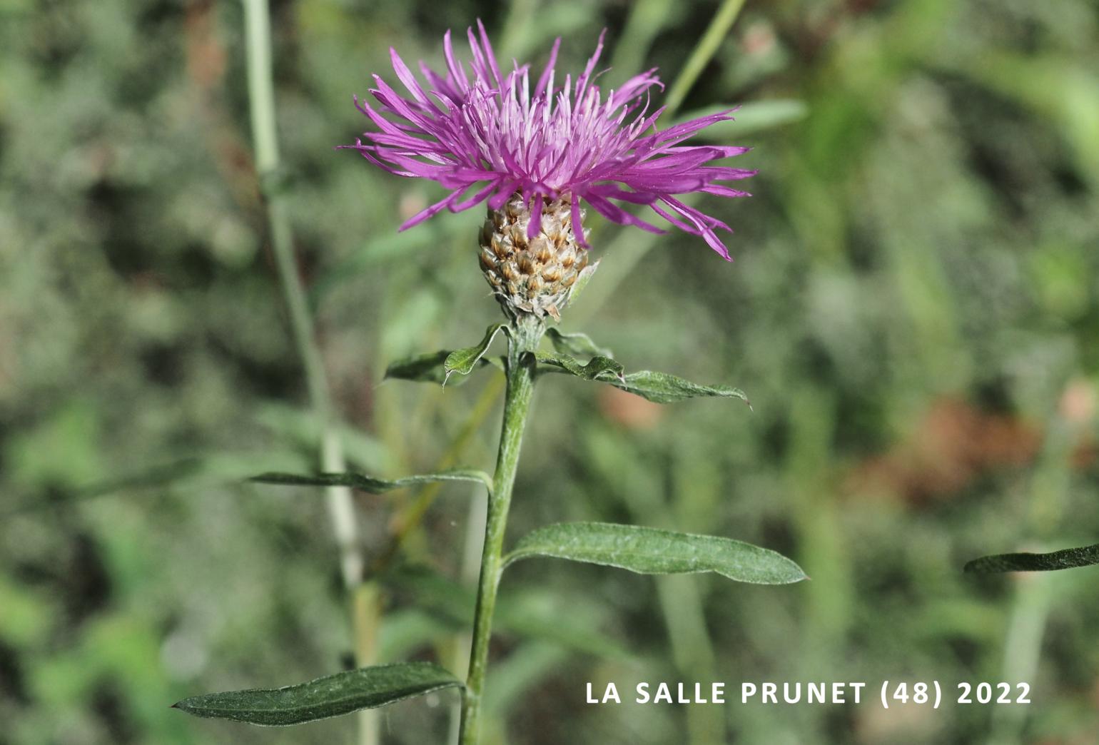 Knapweed of Timbalii